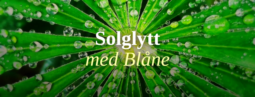 Nærbilde av grønt blad med duggdråper.
