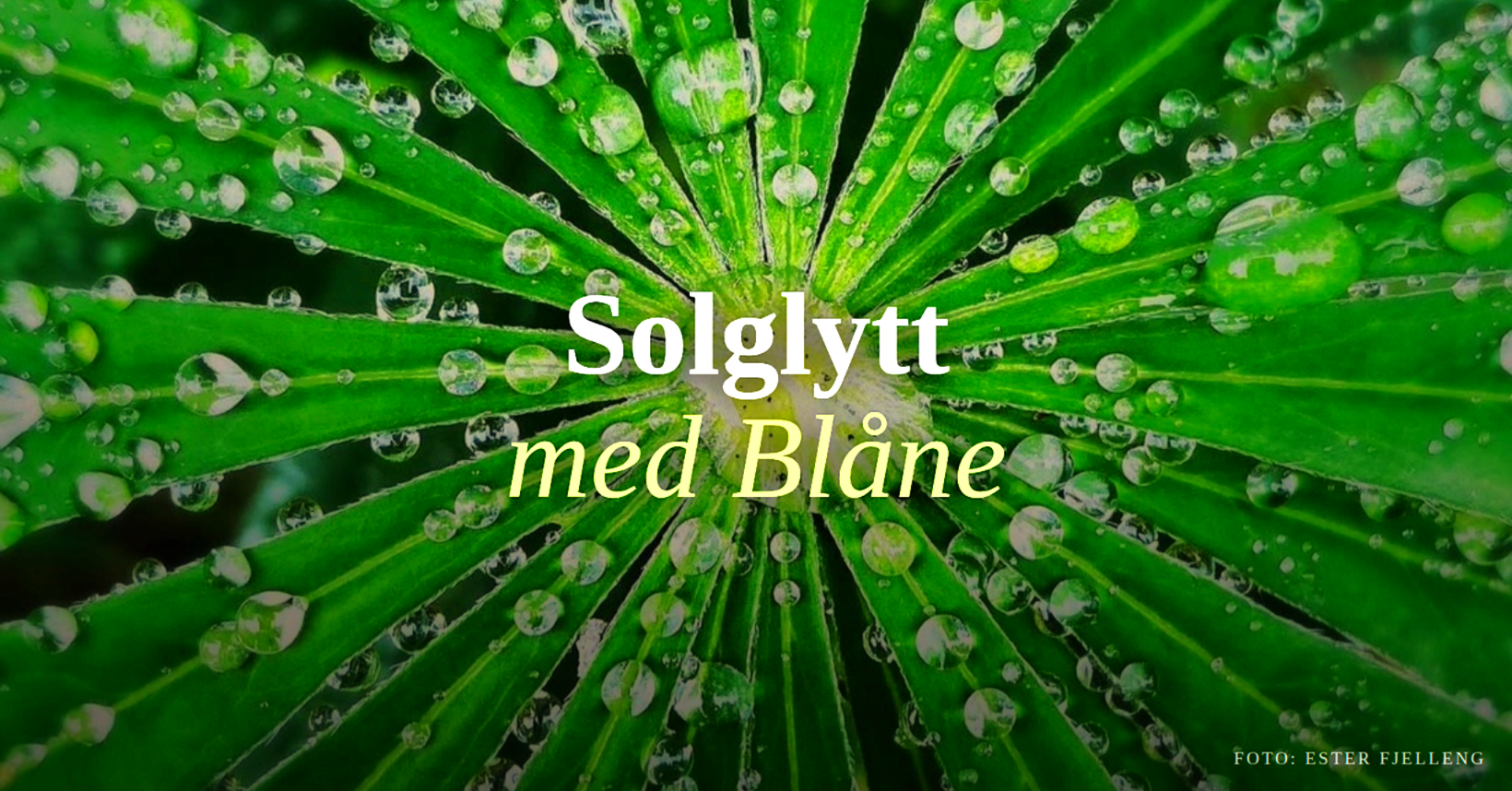 Nærbilde av grønt blad med duggdråper.
